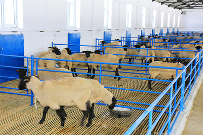 健坤牧業 現代化畜牧產業發展的探索者與實踐者